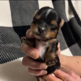 Yorkshire Terrier Puppies from Sweet Soul Yorkies