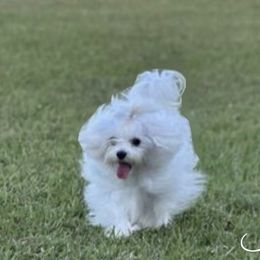 Izzy - Maltese