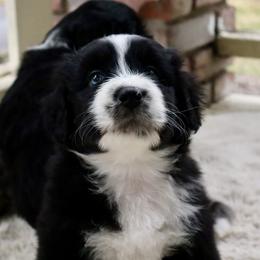 Obsidian - Black and white male Aussiedoodle puppy in Columbia Falls, Montana from Firefly Aussies & Aussiedoodles