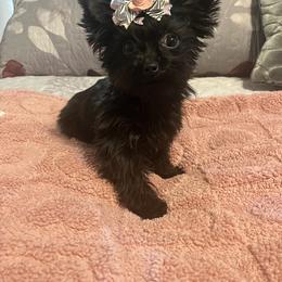 Simone - Black and gold female Yorkshire Terrier puppy in Henderson, Nevada from Pooch Perfect Puppies