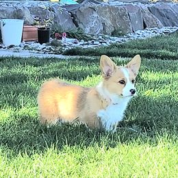 Pembroke Welsh Corgi Puppies from Top-Notch Paws