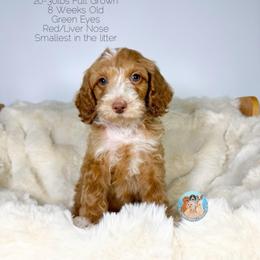 Jetty - Parti male Double Doodle puppy in Southwest Ranches, Florida from Dandy Doodle Ranch