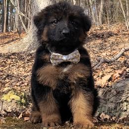 Walker - Tan Collar - Black and red male German Shepherd puppy in Charlotte, North Carolina from Zuflucht K9s
