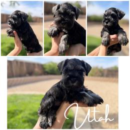 Utah AKC - Salt and pepper male Miniature Schnauzer puppy in Victorville, California from West Coast Royal Miniature Schnauzer