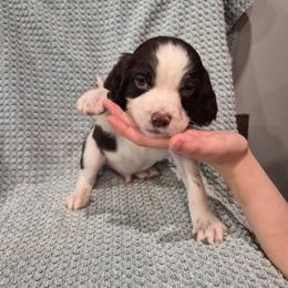 Orange - White and liver male English Springer Spaniel puppy in South Williamsport, Pennsylvania from Hoppin Honey Homestead