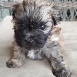 Teddy Graham - Brown male Mal-Shi puppy in Apollo Beach, Florida from Gemstone Exclusive Pups of Florida