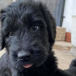 Giant Schnauzers from Giants in the Heights