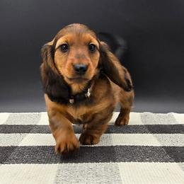 Brown Collar - Red female Dachshund puppy in Zebulon, North Carolina from Salt of the Earth Dachshunds