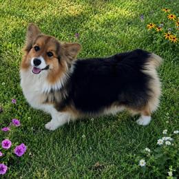 American Corgi and Pembroke Welsh Corgi All Grown Up from Woodwick Corgis