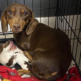 Pebbles - Dachshund