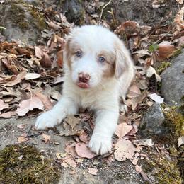 Bentley - Red merle male Australian Shepherd puppy in Grants Pass, Oregon from Carmel Mountain Aussies
