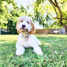 Goldendoodle All Grown Up from Evergreen Doodles