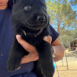 White - Black male German Shepherd puppy in Descanso, California from KVA Shepherds