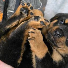 EVA (lime green collar) - Black and mahogany female Rottweiler puppy in Cottage Grove, Oregon from Divine Rottweilers