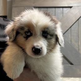 Australian Shepherds from Bazinga! Australian Shepherds