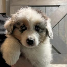 Australian Shepherds from Bazinga! Australian Shepherds