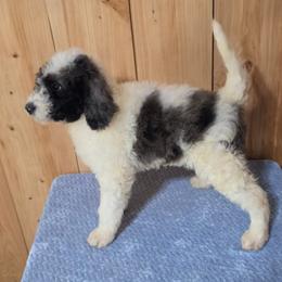 Raymond - Merle male Irish Doodle puppy in Bonifay, Florida from Heavenly Poodles