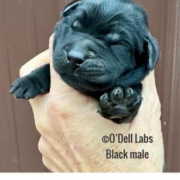 Bow - Black male Labrador Retriever puppy in Sullivan, Missouri from O’Dell Labs