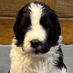 Girl 8 - Black and white female Saint Berdoodle puppy in San Antonio, Texas from Mammoth Doodles