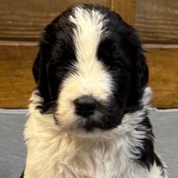 Girl 8 - Black and white female Saint Berdoodle puppy in San Antonio, Texas from Mammoth Doodles