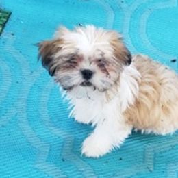 Shih Tzus from Lulu's Puppies