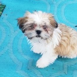 Shih Tzus from Lulu's Puppies