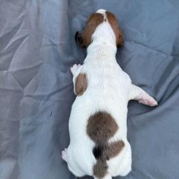 Piebald male (left) - Piebald male Dachshund puppy in Bakersfield, California from Open Hourglass LLC