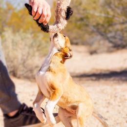 McNab Puppies from Vanir McNab Shepherds