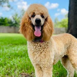Goldendoodles and Poodles from Glamorous Poodles of Tampa