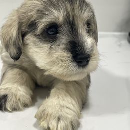 Miniature Schnauzer Puppies from Miniature Schnauzer Paradise llc