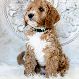 Goldendoodle Puppies from Pixie Goldendoodles