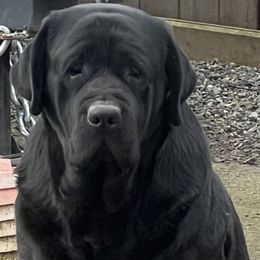 Neri - Labrador Retriever