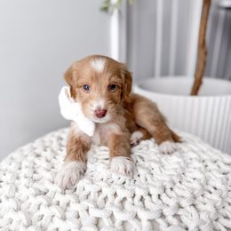Slate - Red  male Goldendoodle puppy in Greencastle, Indiana from Willow & Co.