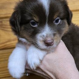 Rosie girl 7 - Red tri female Miniature Australian Shepherd puppy in Hampton, Tennessee from TC Farms Stock Dogs - Miniature Australian Shepherds