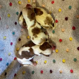 Luke - Blenheim male Cavalier King Charles Spaniel puppy in Paulden, Arizona from Nine Mile Cavaliers