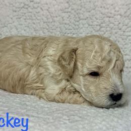 Mickey - Cream male Poodle puppy in Cartersville, Georgia from Little Legacy Puppies
