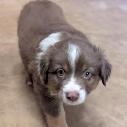 Coco - Red tri female Miniature Australian Shepherd puppy in Crockett, Texas from Pleasant Grove Aussies