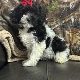 Bri - Black & white female Maltipoo puppy in Berea, Kentucky from Blair’s Furry Friends