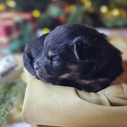 Ariel - Black and tan female Companion Cross puppy in Decatur, Illinois from We R Puppies