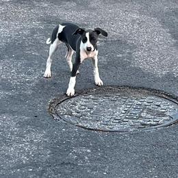 Italian Greyhound Puppies from Fisher Link