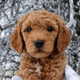 Bourbon - Apricot male Goldendoodle puppy in Hendersonville, Tennessee from Ben's Best Buddy Goldendoodles