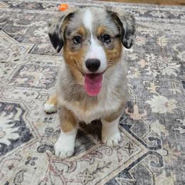 Emily - Blue female Companion Cross puppy in Americus, Kansas from Kandi's Pups
