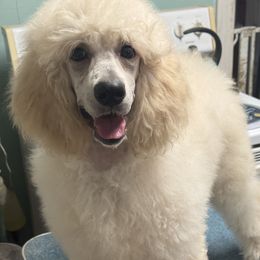 Poodle Puppies from Deblyns Poodles