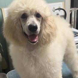 Poodle Puppies from Deblyns Poodles