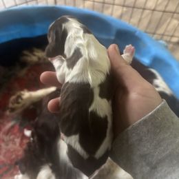 Girl 1 - Liver and white female English Springer Spaniel puppy in Huntingdon, Pennsylvania from Indian Creek Springers and Doxies