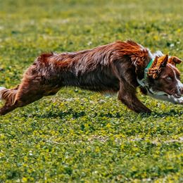 Border Collies from High Frequency