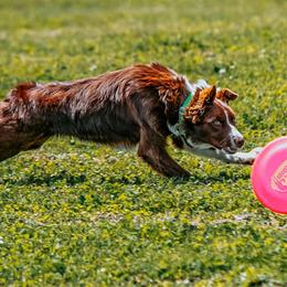 Border Collies from High Frequency