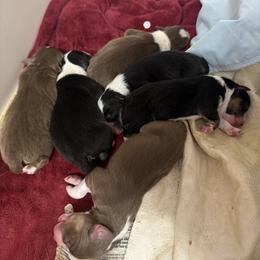 Australian Shepherd Puppies from Windfall Homestead