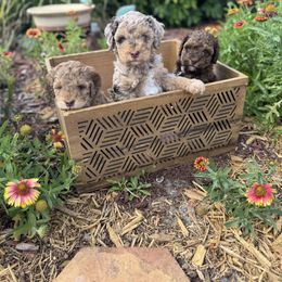 Bernedoodle and Poodle Puppies from Orange Blossom Poodles & Doodles