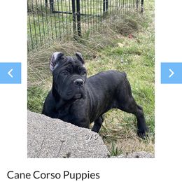 Cane Corso Puppies from Blue river kennels